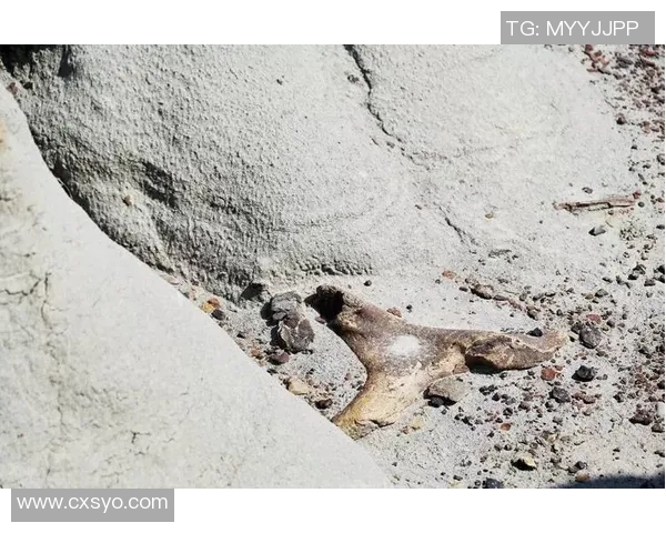 足球明星受伤瞬间的真实画面揭示运动背后的艰辛与挑战